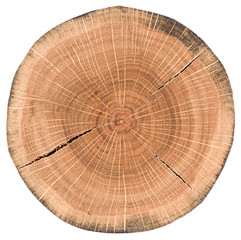 Oak tree slice. Round wood slab with annual rings and cracks isolated on white