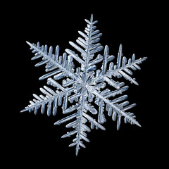 Snowflake isolated on black background. Macro photo of real snow crystal: elegant stellar dendrite...