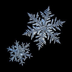 Two snowflakes isolated on black background. Macro photo of real snow crystals: elegant stellar...