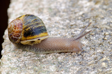 Snail Climbing a Wall