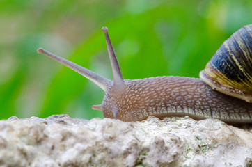 Snail Climbing a Wall