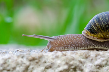 Snail Climbing a Wall