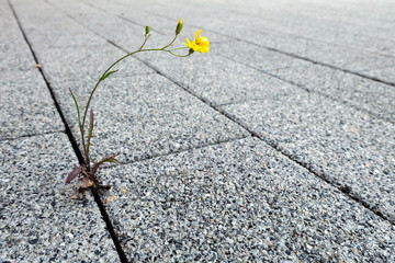 Obraz premium Gelbe Blume wächst zwischen Betonplatten - Stockfoto