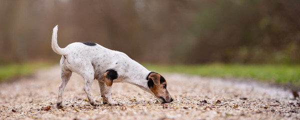 Jack Russell Terrier Cute dog is following a trail - obrazy, fototapety, plakaty