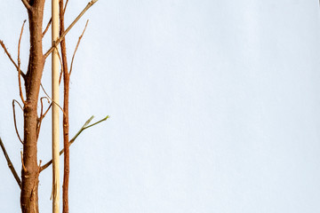 white background with greens, blank, for the designer.