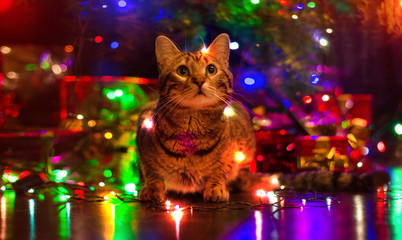 cat and Christmas lights