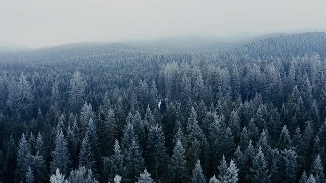 Epic Aerial shot of a winter forest covered with snow in a fogy morning. 