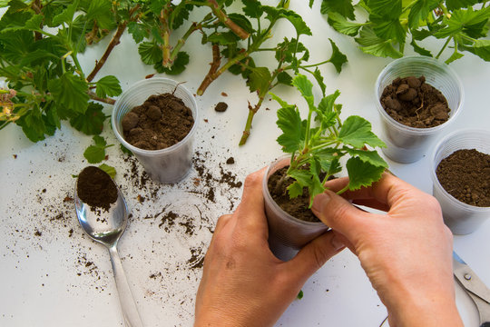 Top View Of Woman Hand Rooting The Geranium Cuttings In The Plastic Cups, DIY Gardening, Crafts Ideas