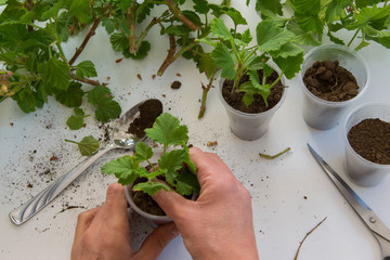 Top view of woman hand rooting the geranium cuttings in the plastic cups, DIY gardening, crafts...
