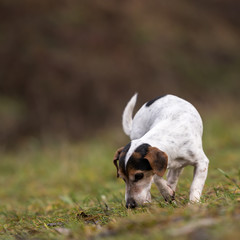 Jack Russell Terrier dog is following a track in the forest