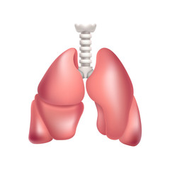 Human lungs. Illustration isolated on white background. Graphic concept for your design