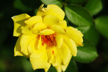 Lovely yellow rose flower and bud. Pink wild rose in background.