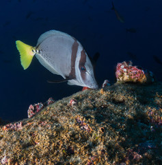 Surgeon fish swimming along coral reef, Galapagos Islands Ecuador.