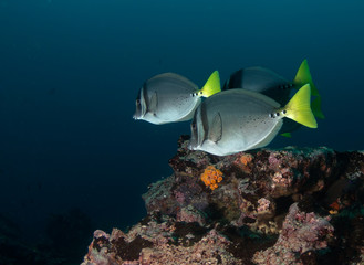 Surgeon fish swimming along coral reef, Galapagos Islands Ecuador.