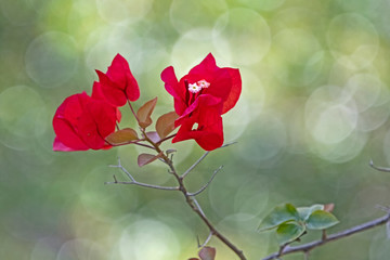 red bougainvillea