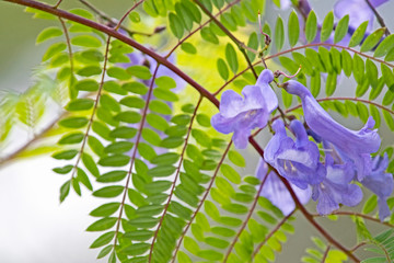 Jacaranda