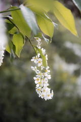bird cherry in the spring garden under the spring sun
