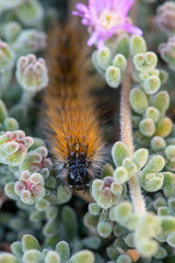 The 'March' Caterpillar