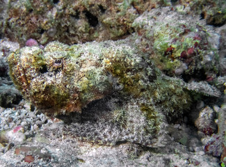 Fototapeta na wymiar A Devil Scorpionfish (Scorpaenopsis diabolus) in the Indian Ocean