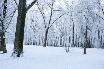 beautiful winter park