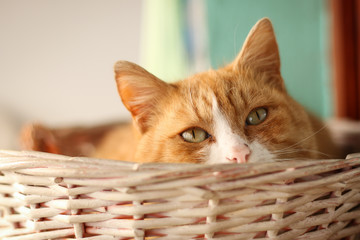 Fototapeta na wymiar Red cat peeking out from the basket