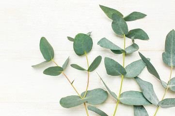 Eucalyptus twigs on white wooden background. Flat lay, top view, copy space. Floral background, flowers composition.