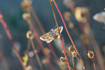 Hesperiidae / Anadolu Zıpzıpı / Anatolian Skipper / Muschampia proteides