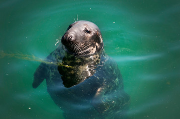 Seal in the sea