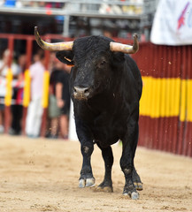 toro negro en españa