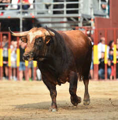 toro en españa