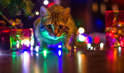 cat in christmas