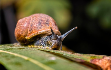 Snail strolls on Tree Leaf in a Windy Day. Helix Aspersa