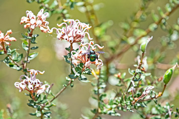 Green Bee and wild Australian native flower