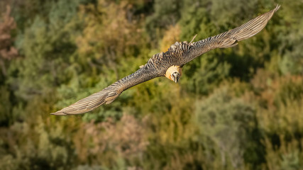 lammergeier Gypaetus barbatus
