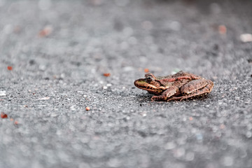 Lake frog (Pelophylax ridibundus) sitting on the road gray