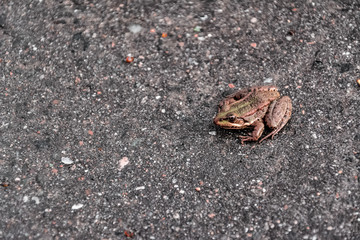 Lake frog (Pelophylax ridibundus) sitting on the road gray