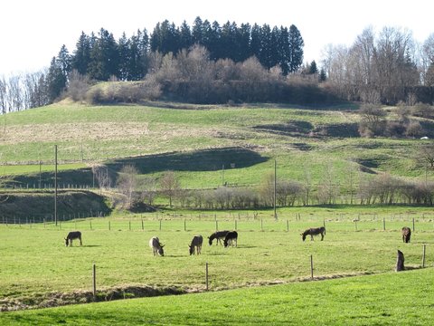 Esel auf einer Weide nahe Bad Grönenbach im Allgäu