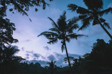 palm silhouette sky sunset tropics