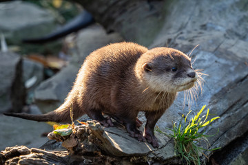 Young asian small-clawed otter (Amblonyx cinerea) also known as the oriental small-clawed otter. This is the smallest otter species in the world.