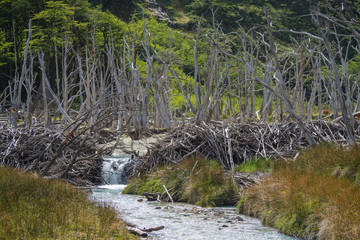Dead forest (caused by beavers) in Tierra del Fuego, Argentina