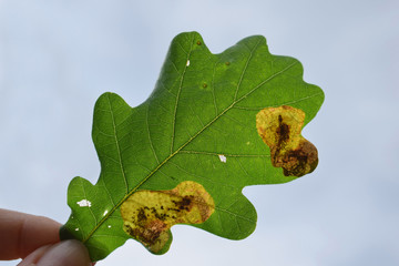 Mines on oak leaf against the light