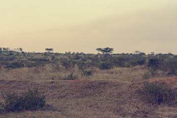 Naklejka premium Spectacular landscape of savannah covering hills during dry season.