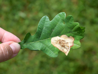 Mine on oak leaf