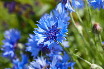 Blue flowers of cornflowers