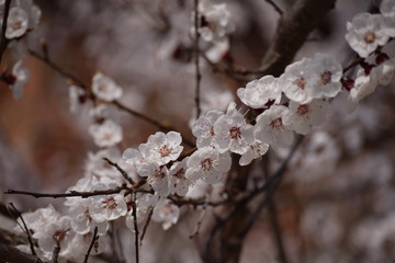 Apricot tree blossom white petals and brown branches. Close up.