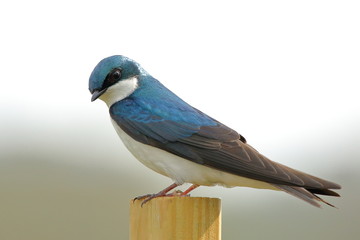 A male Tree Swallow keeps an eye out for danger from his perch near the nest box.