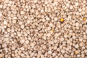 Cicerchia. Grass pea, chickling pea, Indian pea, vetch, sweet pea. (Lathyrus sativus)