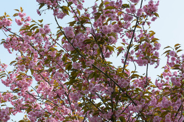 Flowering Sakura