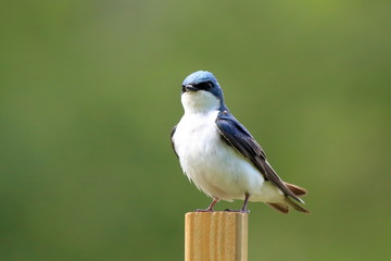 A male Tree Swallow keeps an eye out for danger from his perch near the nest box.