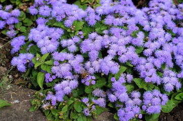 blumen